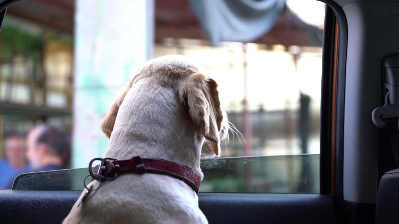 金毛獵犬在行駛途中向車窗外張望視頻素材