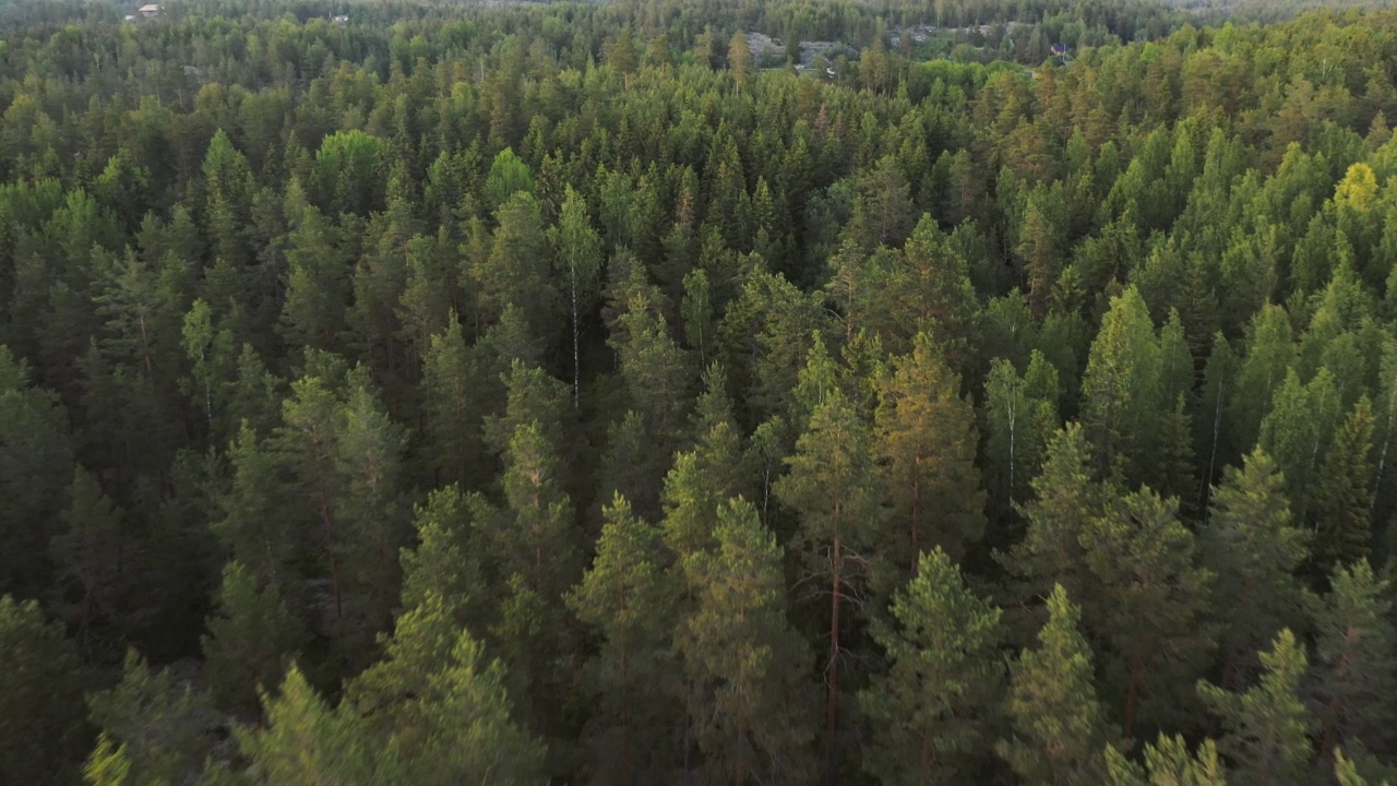 森林飞行视频素材