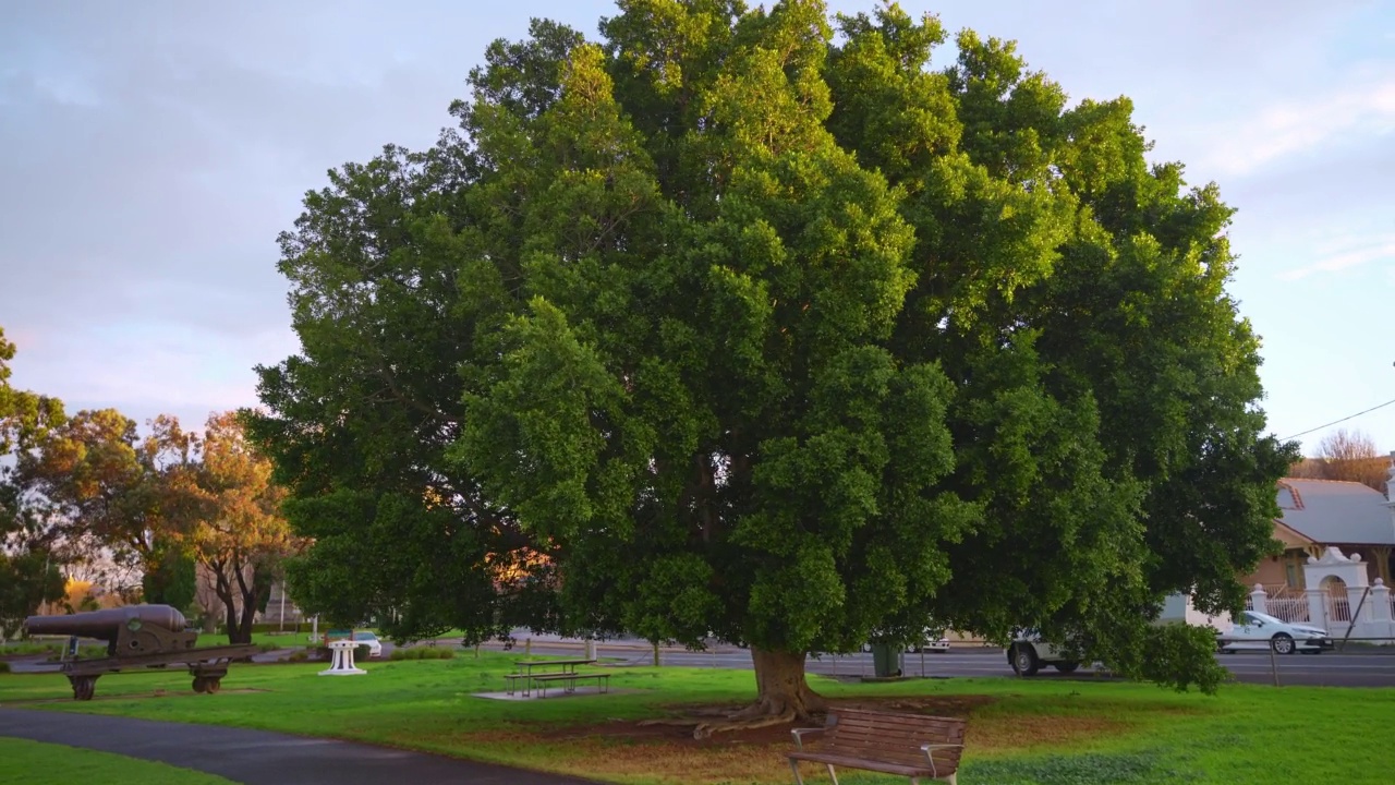 维多利亚威廉斯敦的一棵树视频下载