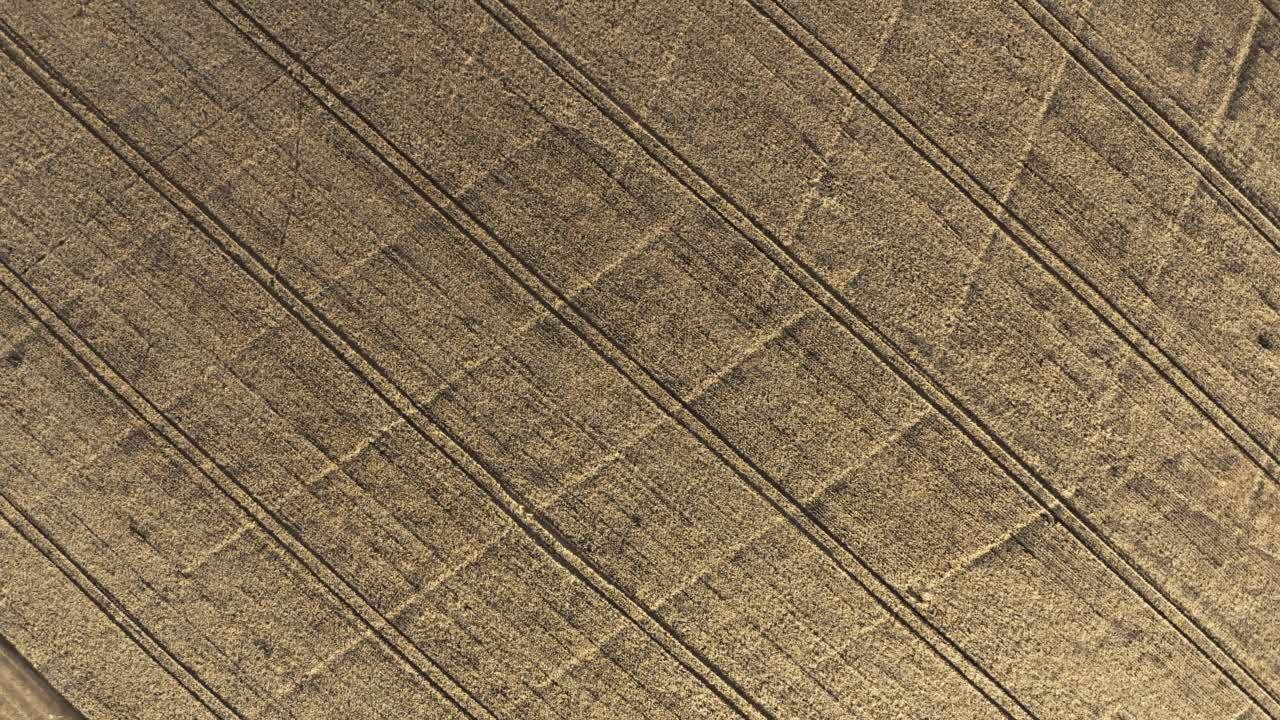 金色麦田的鸟瞰图。无人机在傍晚或早晨的阳光下飞过成熟的麦穗。从上到下的视图飞行在黄色的小穗。农田、农场、乡村景观视频素材