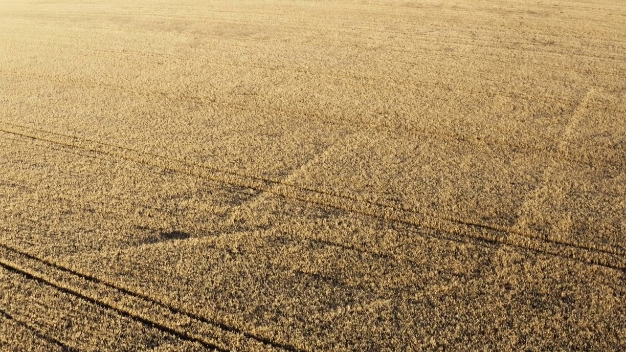金色麦田的鸟瞰图。无人机在傍晚或早晨的阳光下飞过成熟的麦穗。俯视飞行在黄色的小穗。农田、农场、乡村景观视频素材