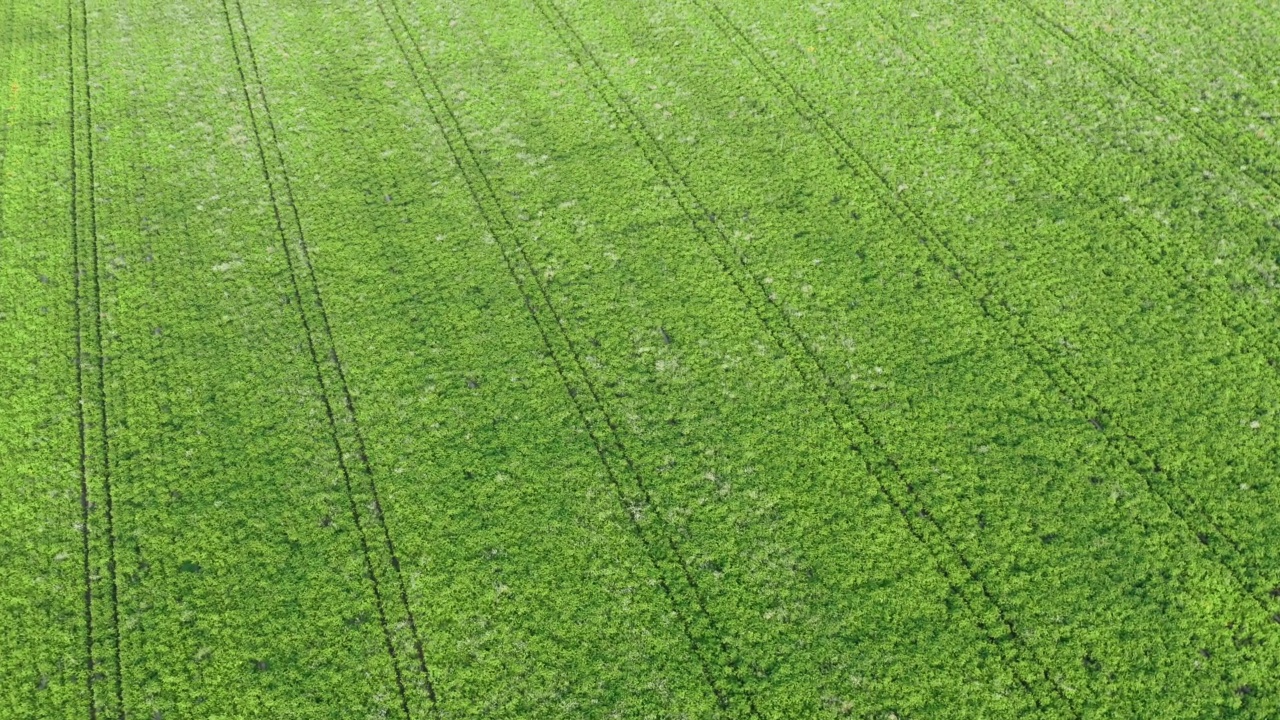 无人机在绿色农田上空飞行。飞越谷类植物的土地，农业工业。自然纹理背景在运动，行豆科作物。收获有机培养视频素材