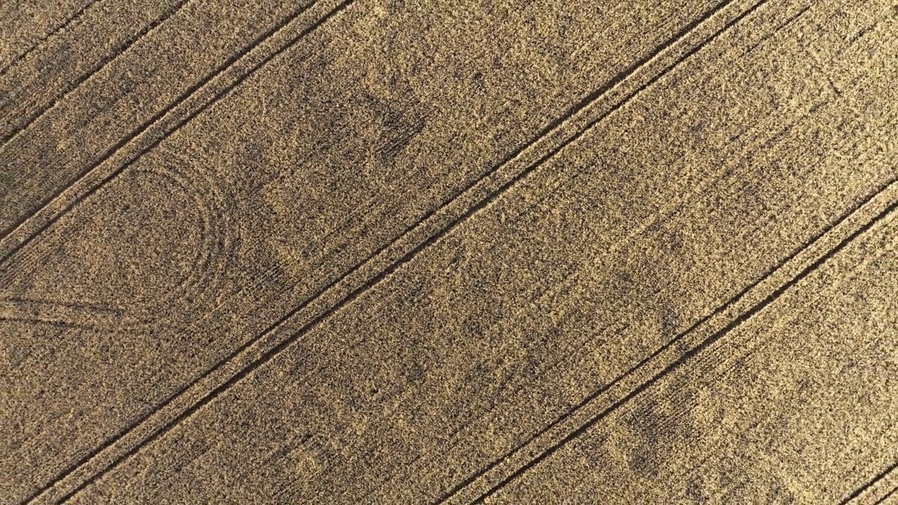 金色麦田的鸟瞰图。无人机在傍晚或早晨的阳光下飞过成熟的麦穗。从上到下的视图飞行在黄色的小穗。农田,农场。缩小和旋转相机运动视频下载