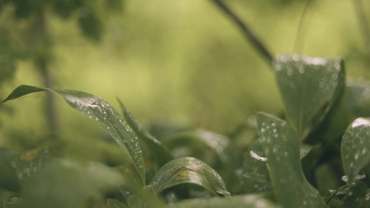 雨中綠草的特寫視頻素材