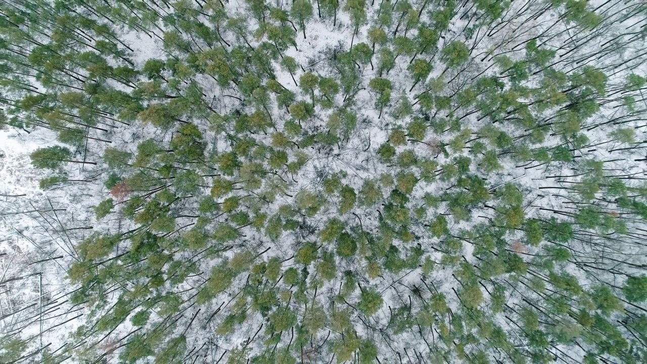 冬季森林鸟瞰自然保护区森林视频下载
