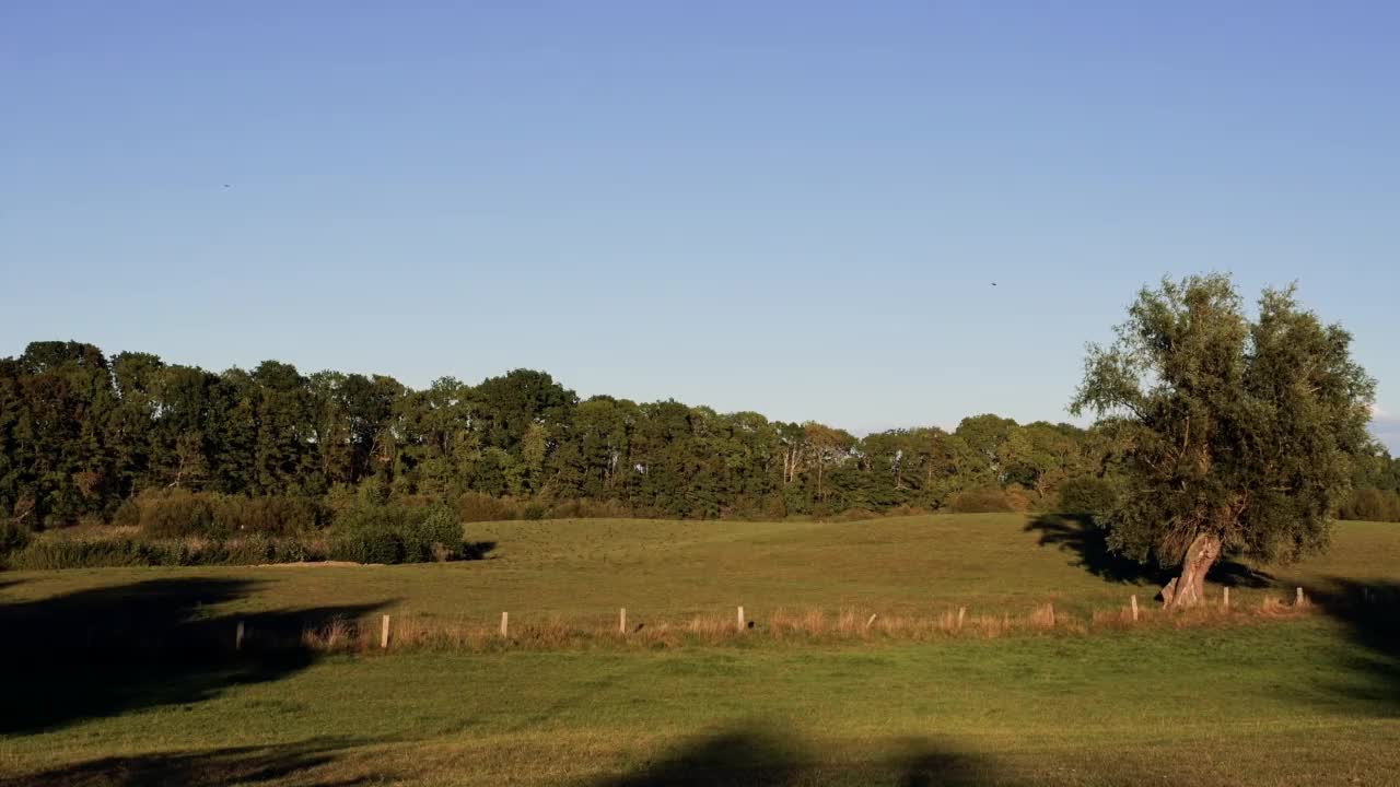 成群的鸟，成群的椋鸟在大自然的傍晚飞翔视频素材