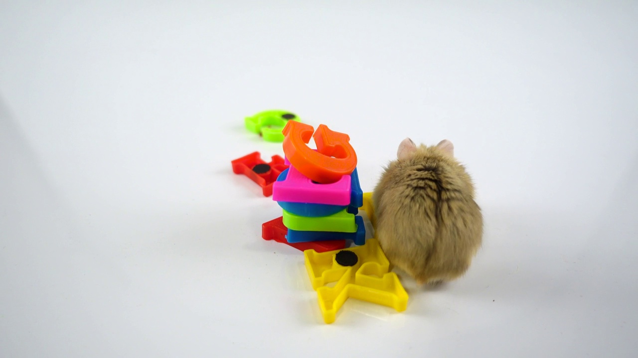 有趣的仓鼠在玩一堆塑料磁性字母。视频素材