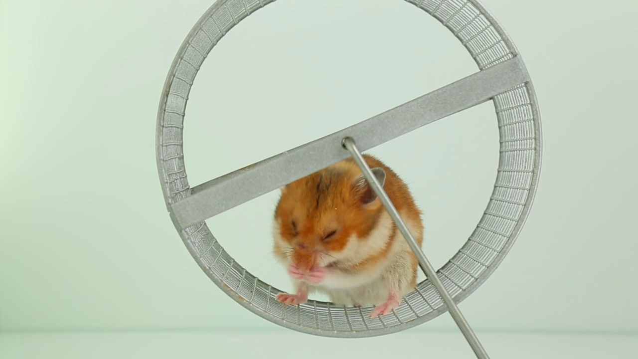 可爱的仓鼠在轮子上洗着跑着。视频素材