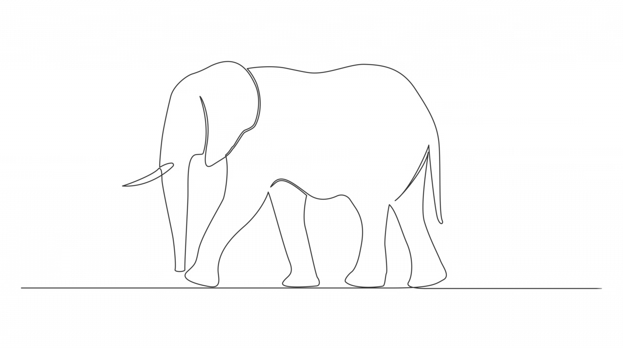动画单线画的大象孤立在白色视频素材