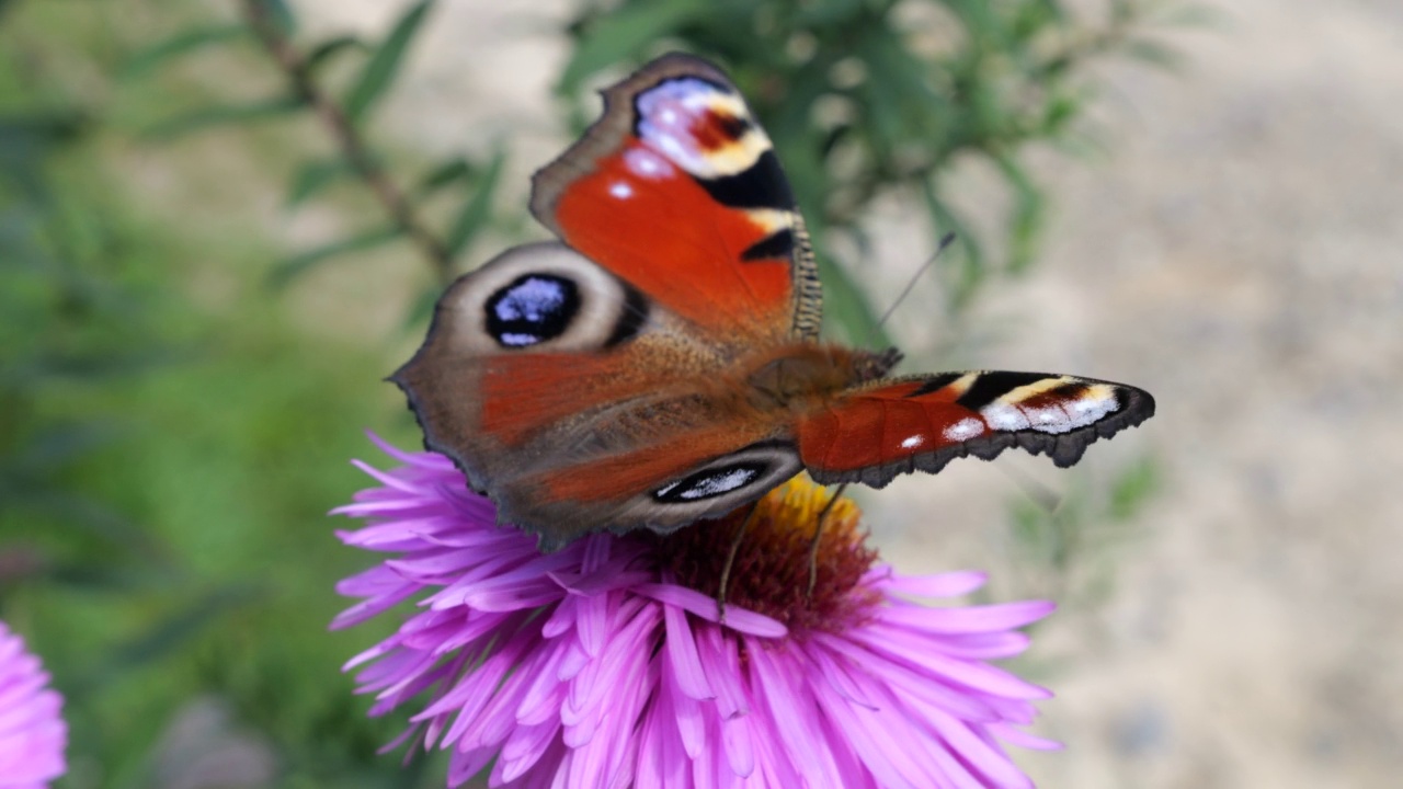 粉红菊花上的孔雀、蝴蝶和蜜蜂。夏天宏观射击。视频下载