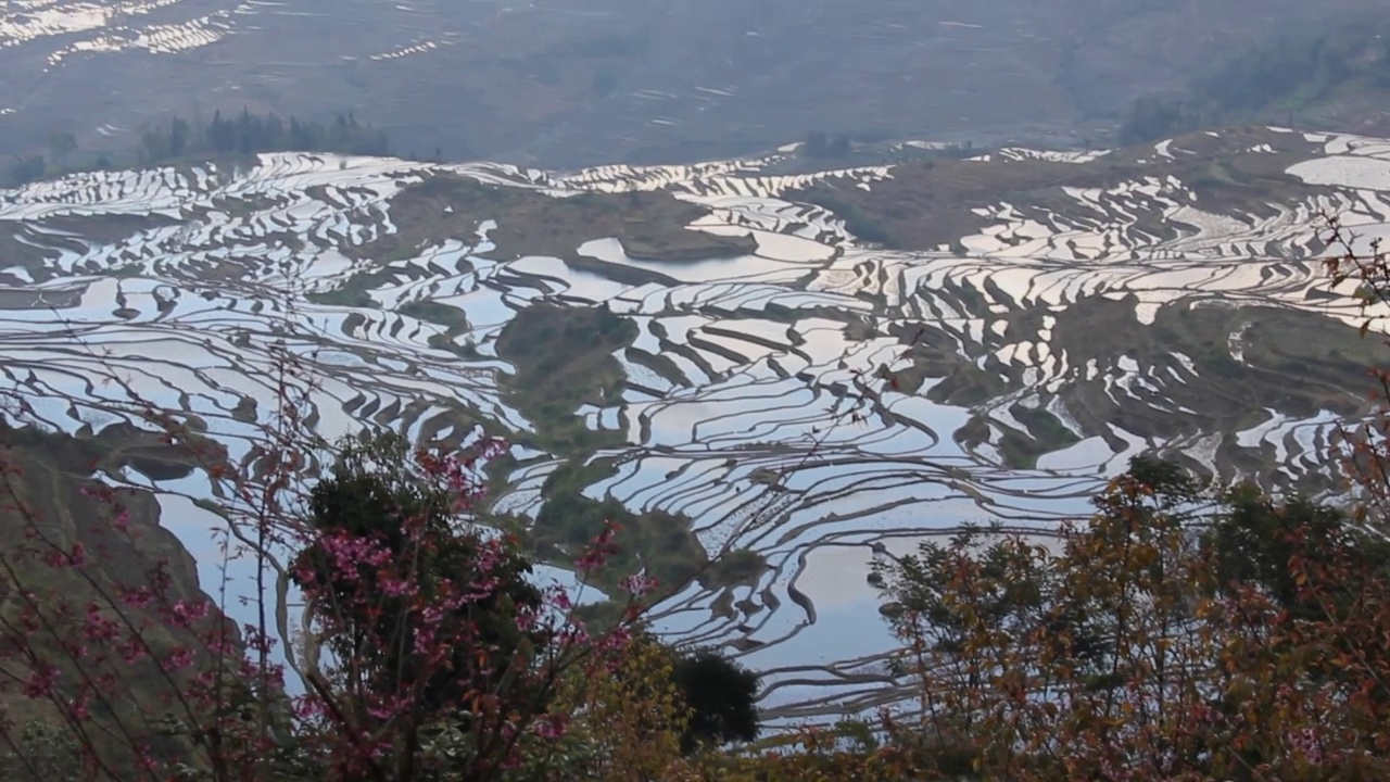 在中国云南省南部的鸳鸯，稻田梯田被水覆盖视频素材