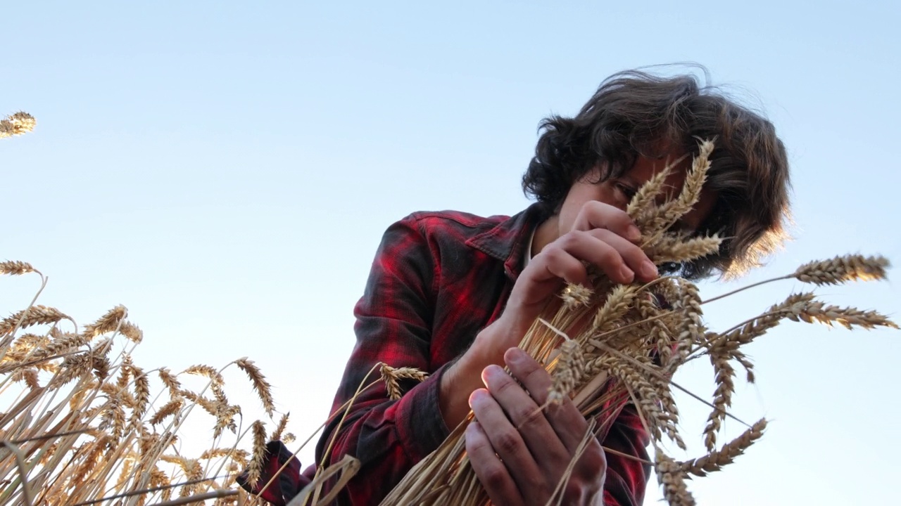 年轻的农学家在田里检查小麦的健康状况视频素材
