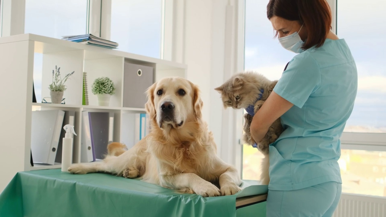 兽医诊所的猫和狗视频素材