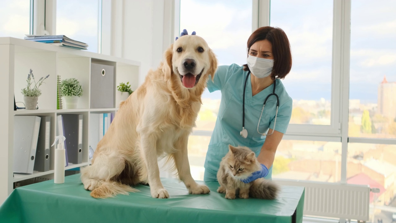 兽医抚摸狗和猫视频素材