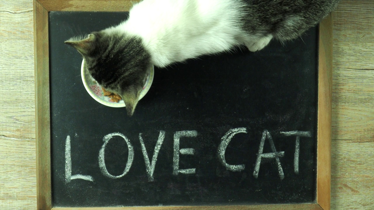 猫正在爱猫字板上吃东西视频下载