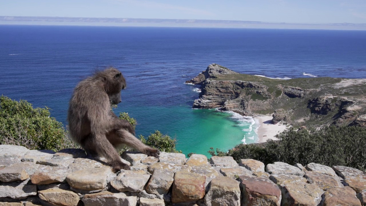 一只狒狒坐在岩石上，背景是大海的全景。视频素材