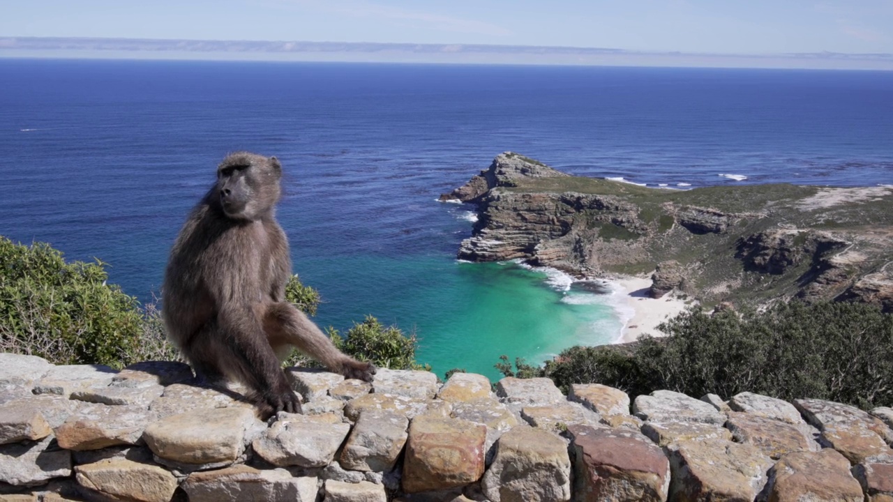 在Cape Point，一只狒狒坐在石墙上，石墙的背景是迷人的海洋。视频素材