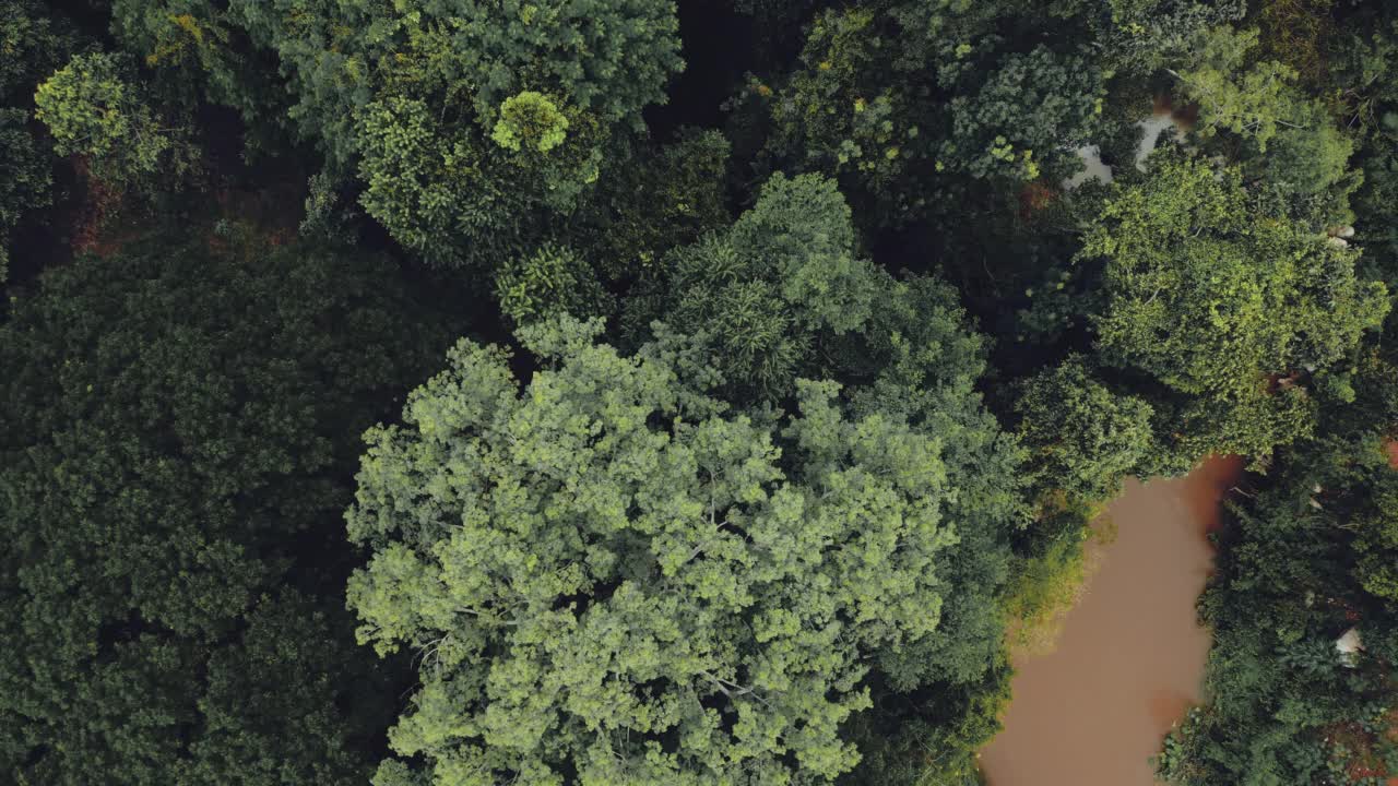 森林的鸟瞰图视频素材