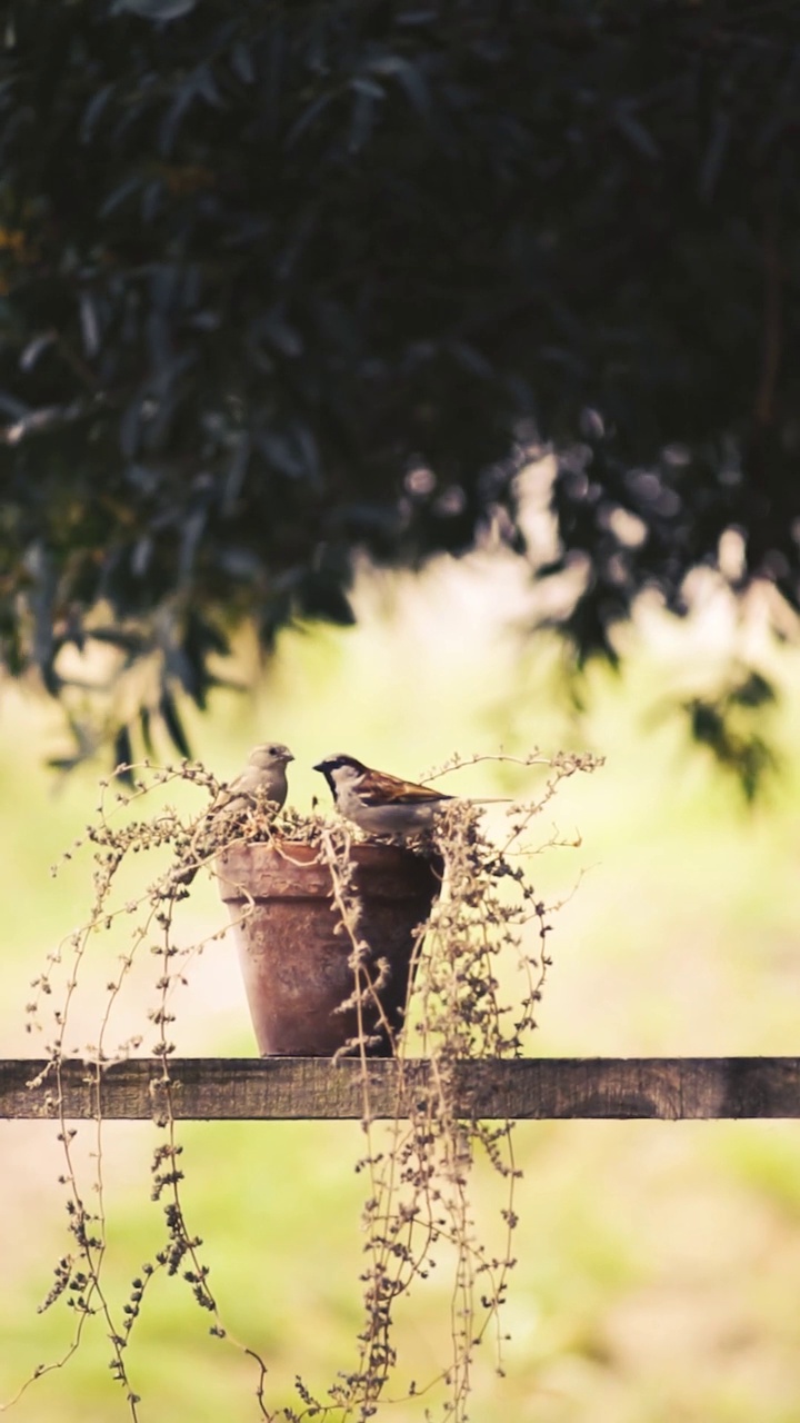在一所房子的院子里，两只鸟飞着，在花盆上分享食物视频素材