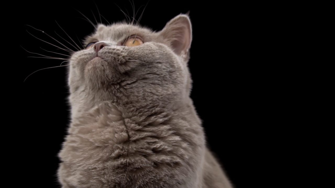 有趣的苏格兰猫口吻特写在黑色背景上视频下载