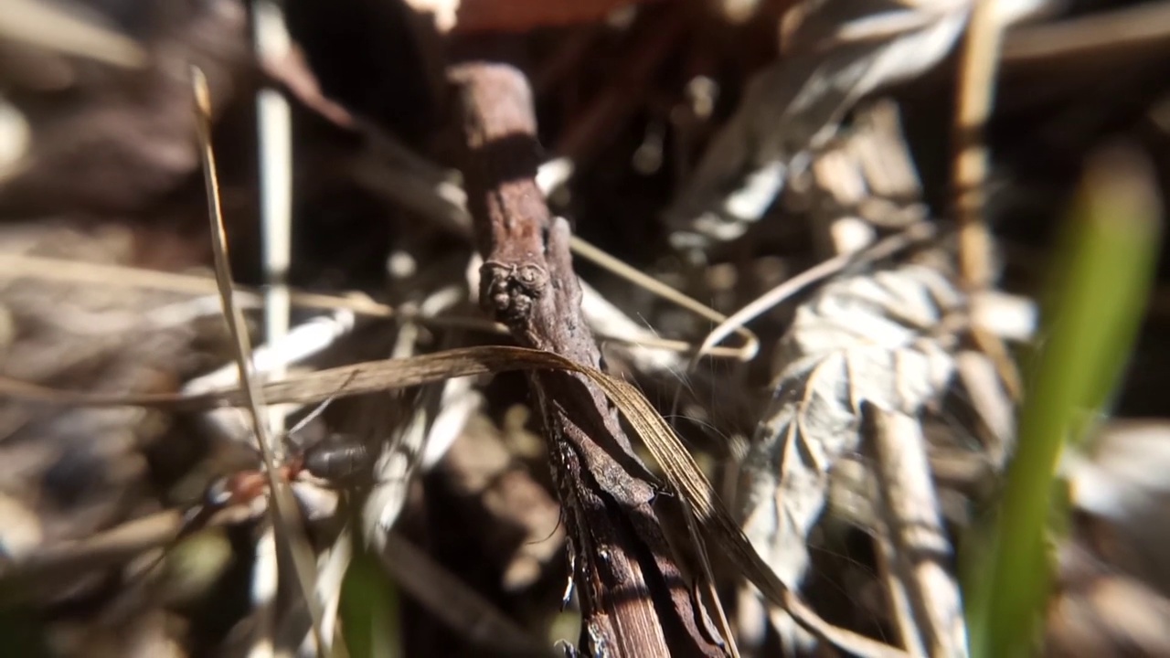 森林蚂蚁的生活。一只蚂蚁带着一根小树枝进入蚁丘。微距摄影。视频。视频素材