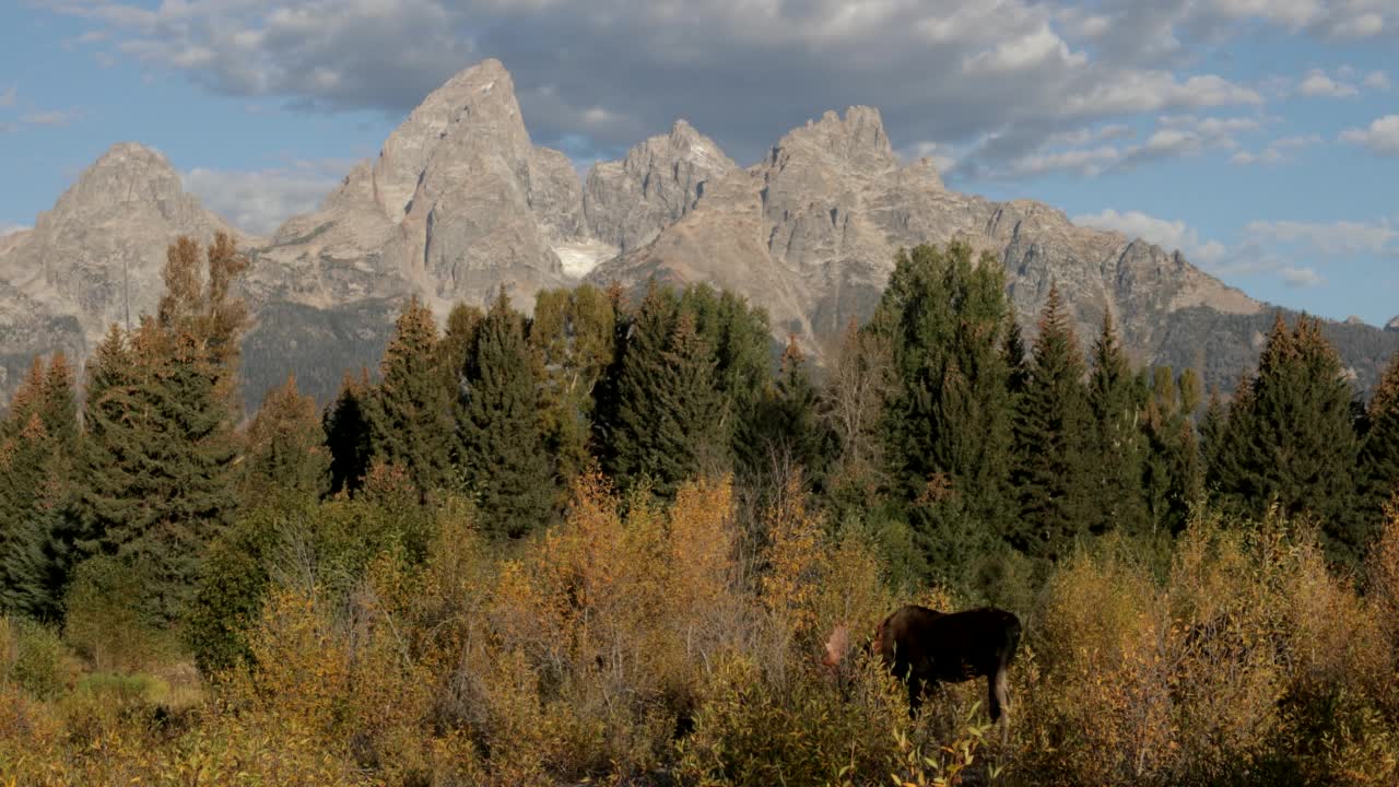 WS 4K镜头的一个巨大的公牛驼鹿(Alces Alces)接近相机在日出与提顿山脉的背景视频素材