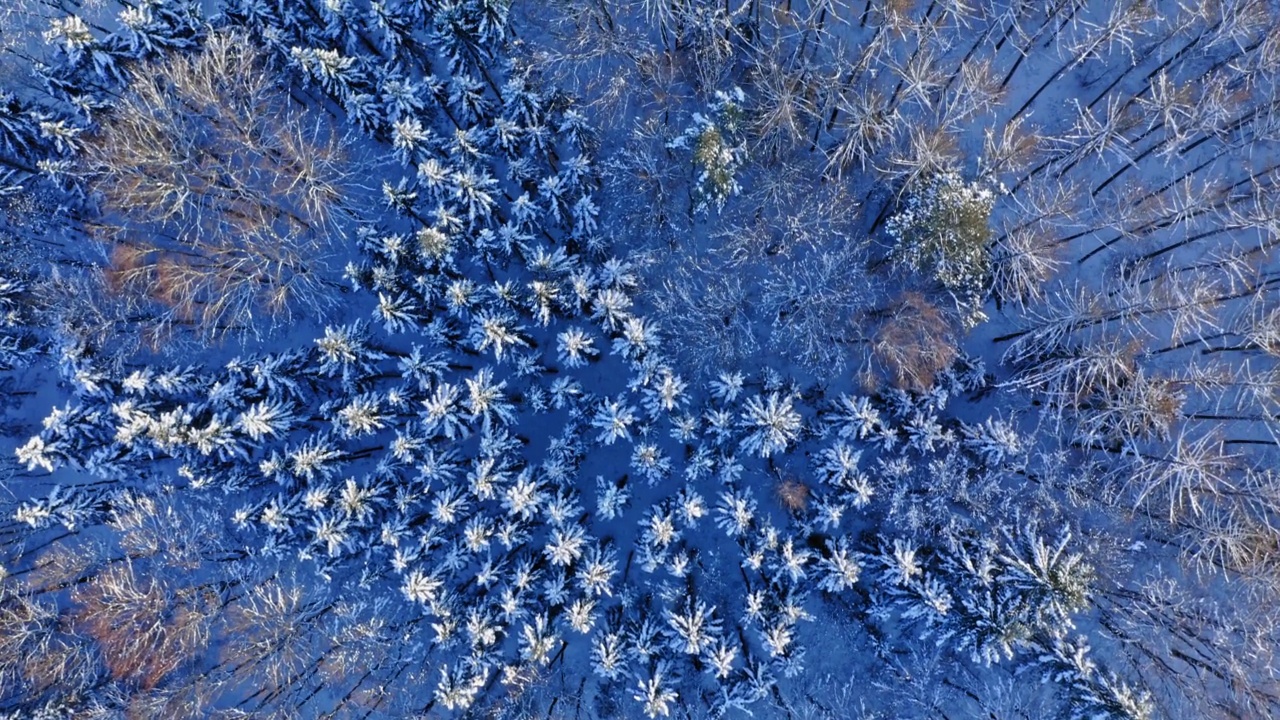 波兰野生动物的鸟瞰图。冬天的雪林。视频下载