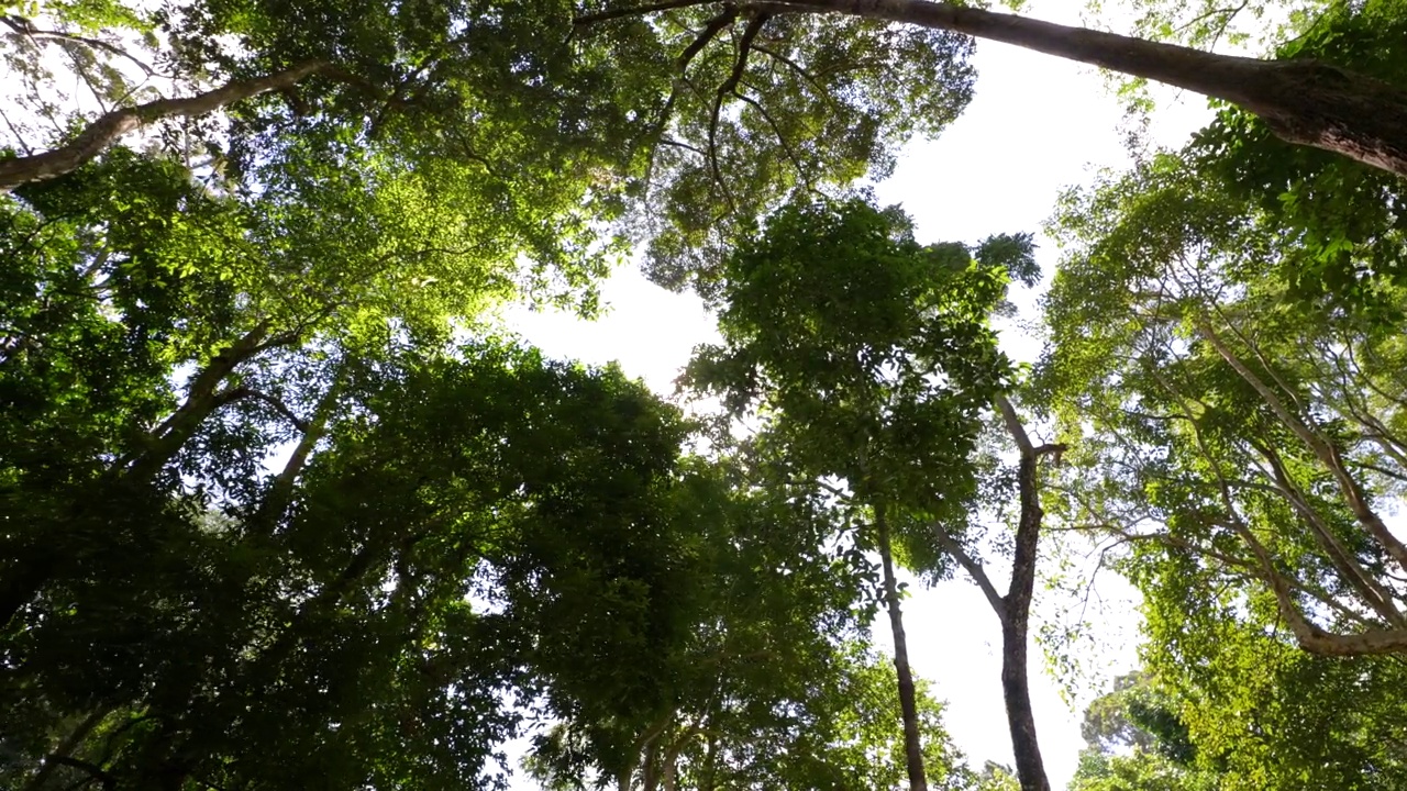 早晨阳光灿烂的绿色雨林视频素材