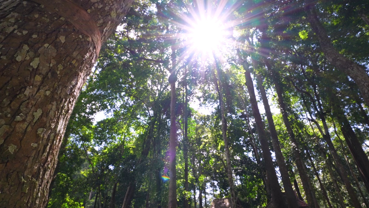早晨阳光灿烂的绿色雨林视频素材