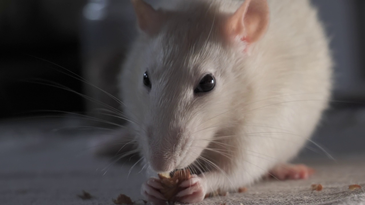 家养大鼠吃种子视频素材