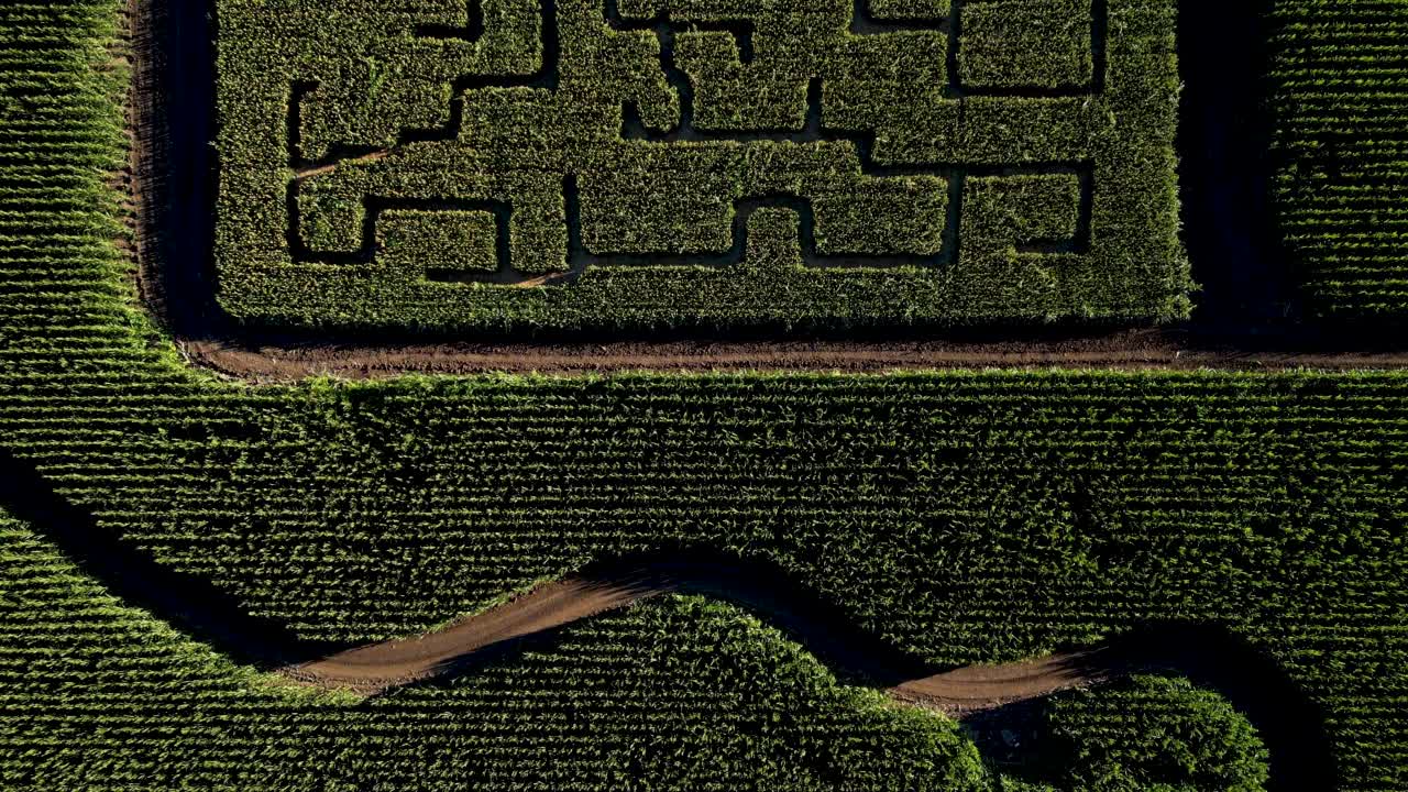 从上面看，这是玉米地里的南瓜迷宫视频素材