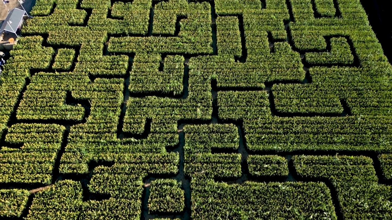 从上面看，这是玉米地里的南瓜迷宫视频素材