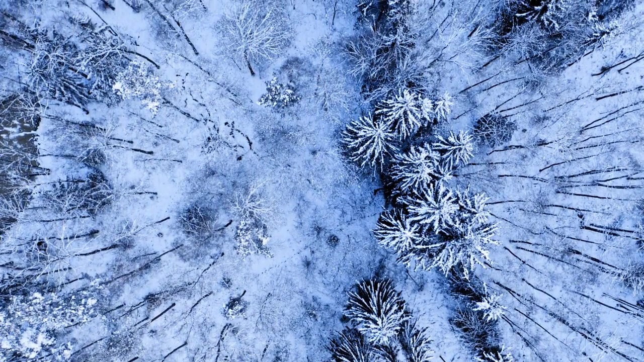 冬天下雪的森林。波兰野生动物的鸟瞰图视频下载