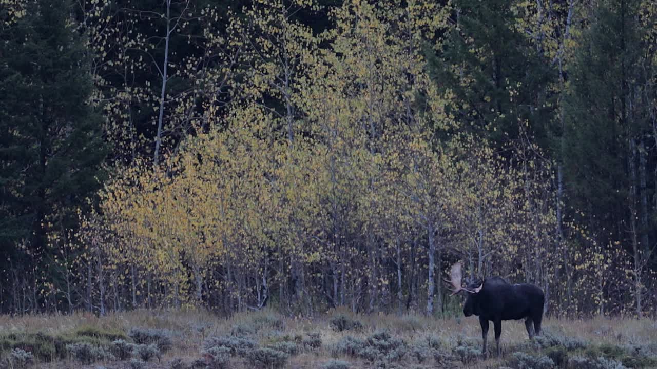 WS 4K镜头的一个巨大的公牛驼鹿(Alces Alces)走在日出转弯的白杨前视频素材