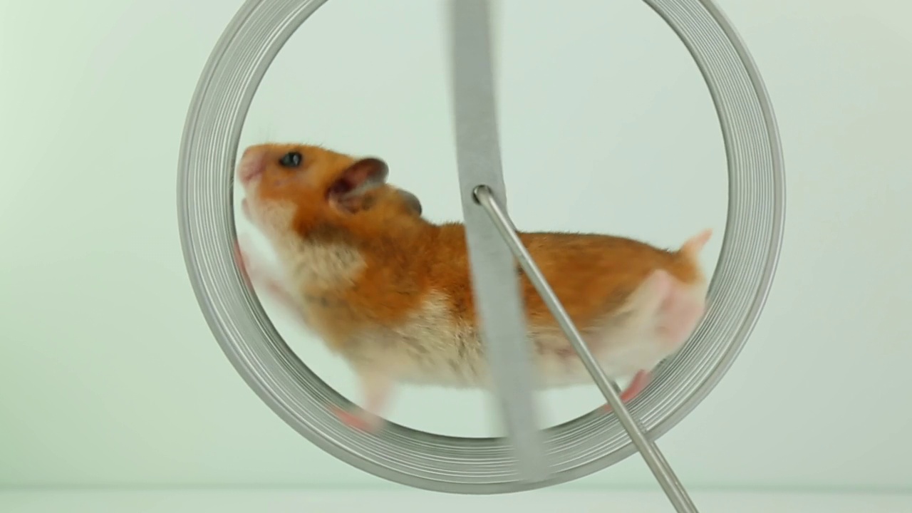 一只毛茸茸的红色叙利亚仓鼠在轮子里跑。视频素材
