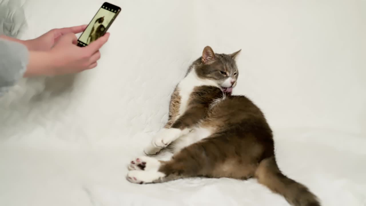 一位女士正在拍摄一只可爱的猫，躺在白色沙发上，使用智能手机。主人给她的宠物拍了一张照片视频下载
