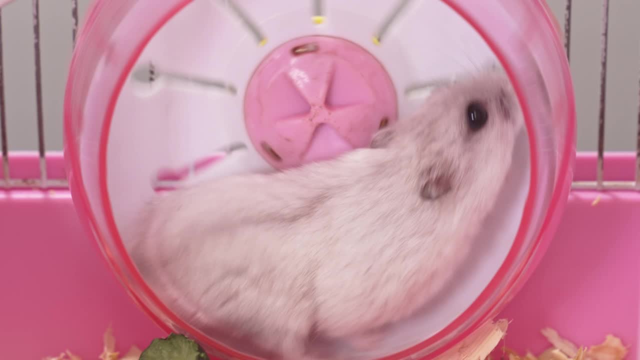 一只白色的准噶尔仓鼠在一个粉色鼠笼的轮子里奔跑。视频素材