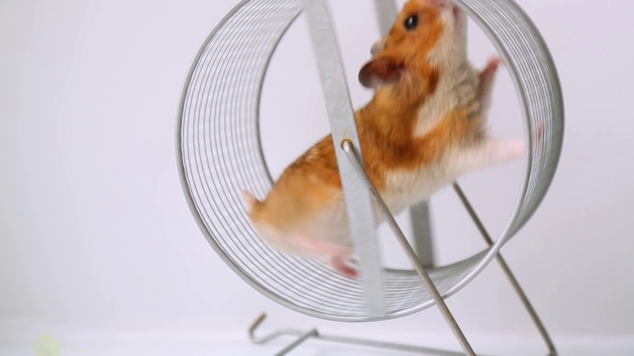 一只红毛叙利亚仓鼠在轮子上奔跑。视频素材