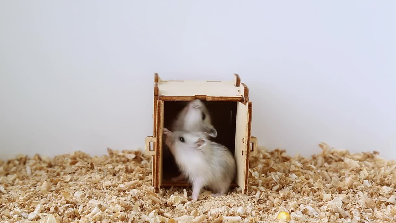 两只小仓鼠在房子周围爬来爬去，进了房子。视频素材