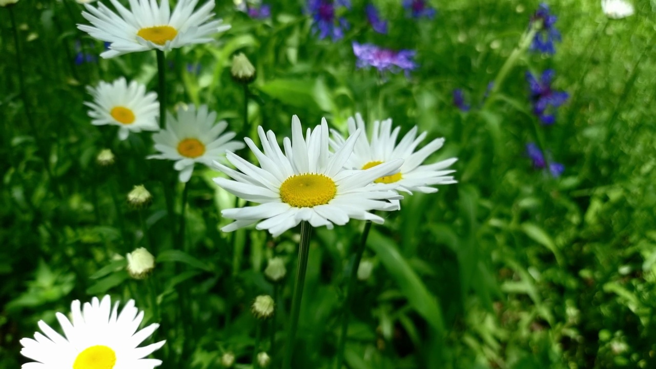 花园的白色雏菊视频素材