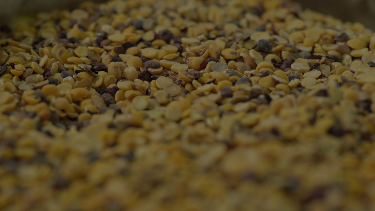 近景鸽子豌豆加工厂在印度村视频素材