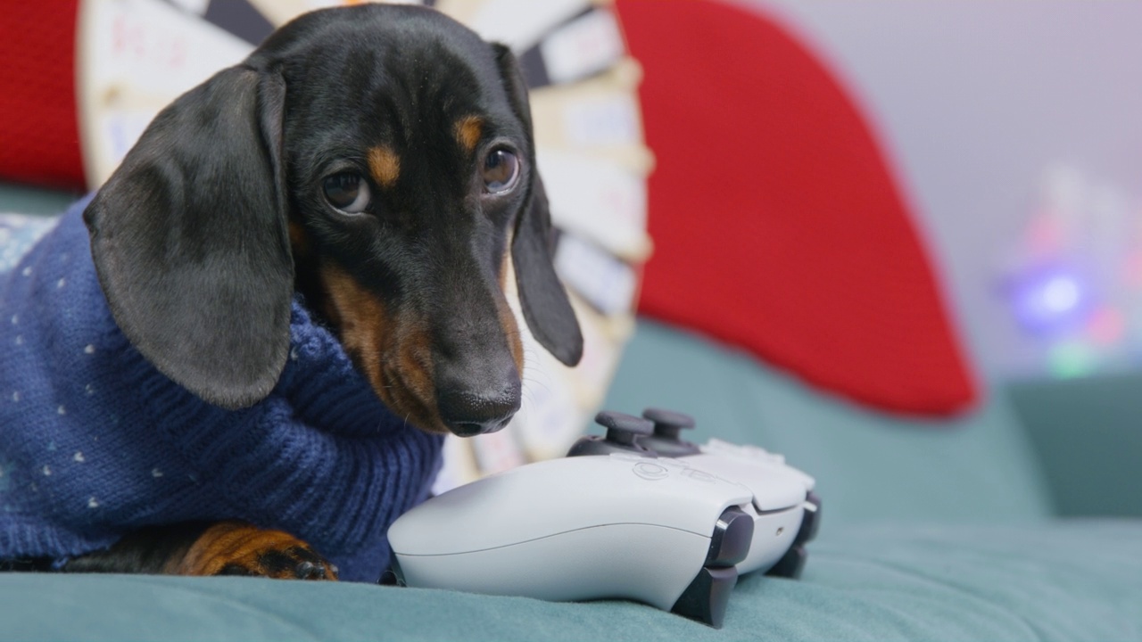画像一个有趣的腊肠小狗针织毛衣，谁是躺在沙发上的控制器，要玩视频游戏。认真的狗会守护主人的财产。视频下载