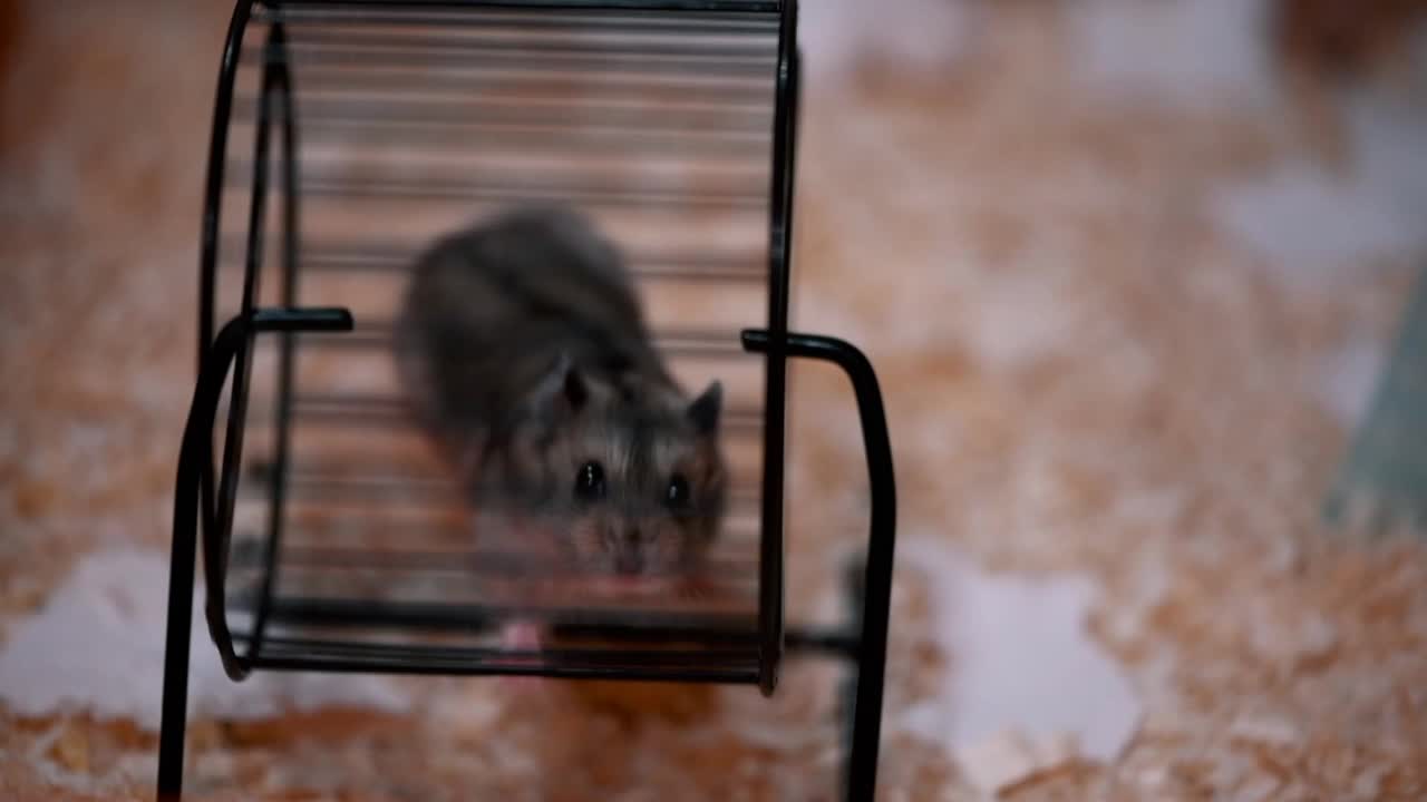 仓鼠在跑轮里视频素材