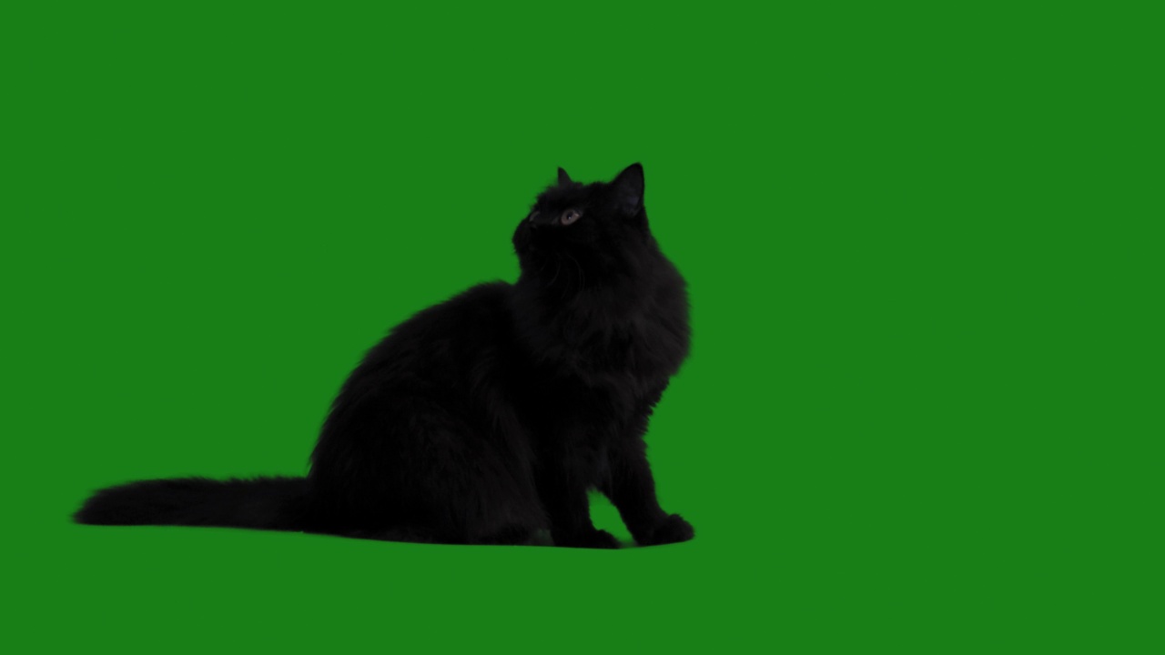 英国长毛黑猫正在吃，并寻找更多视频下载