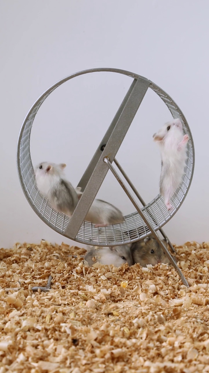 两只仓鼠在转轮上奔跑。小老鼠学会在轮子上跑。视频素材