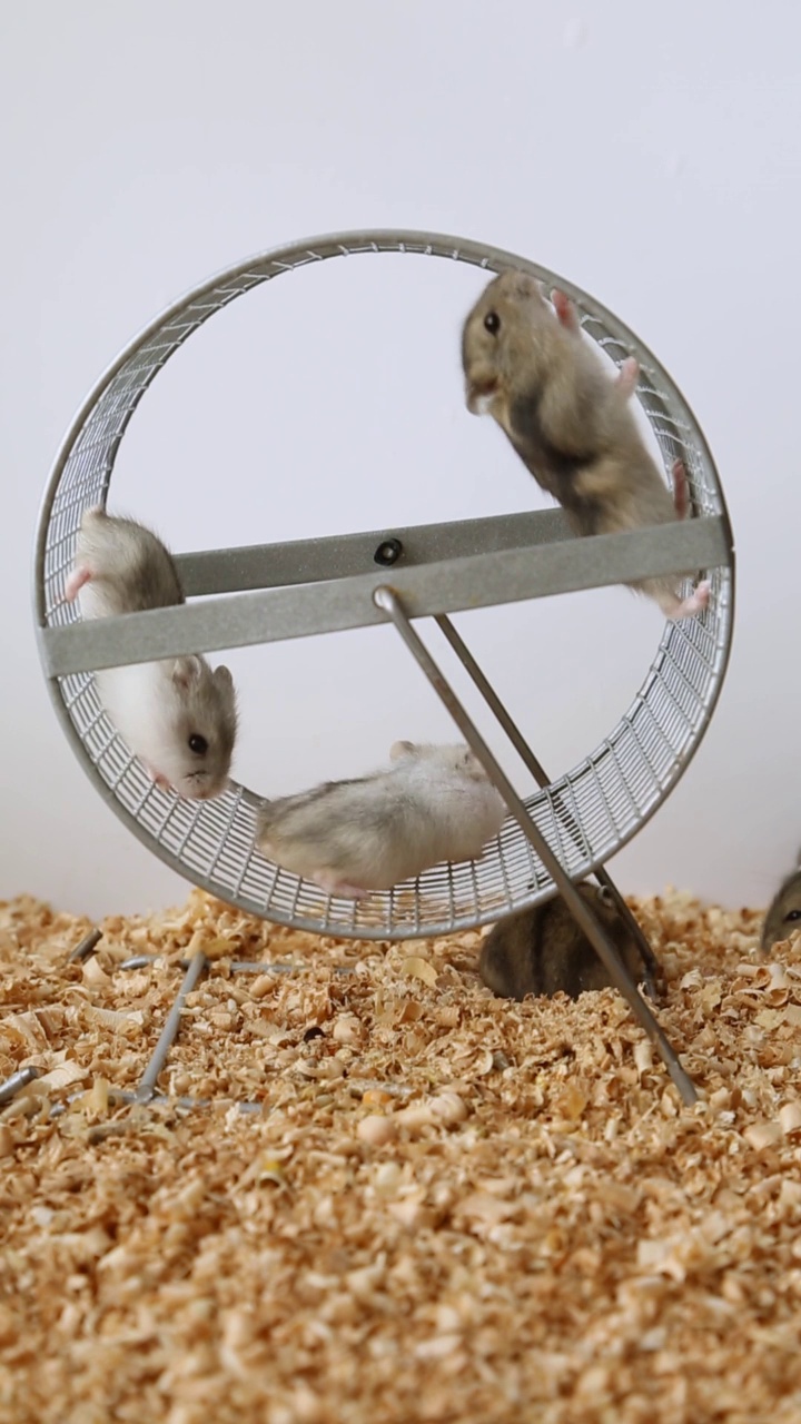 吃饱了的毛茸茸的仓鼠在转轮上爬行。一只小仓鼠骑在轮子上视频素材
