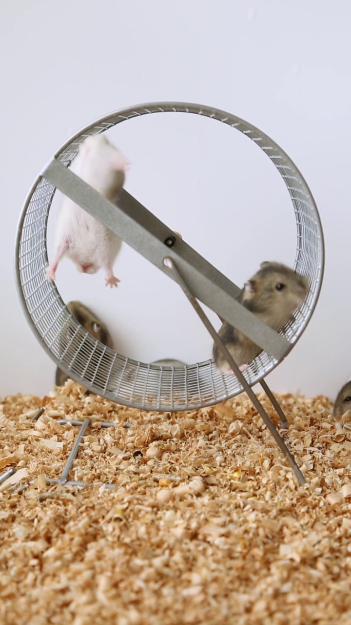 有趣的仓鼠在轮子上爬行。滑稽的啮齿动物在轮子上玩耍视频素材