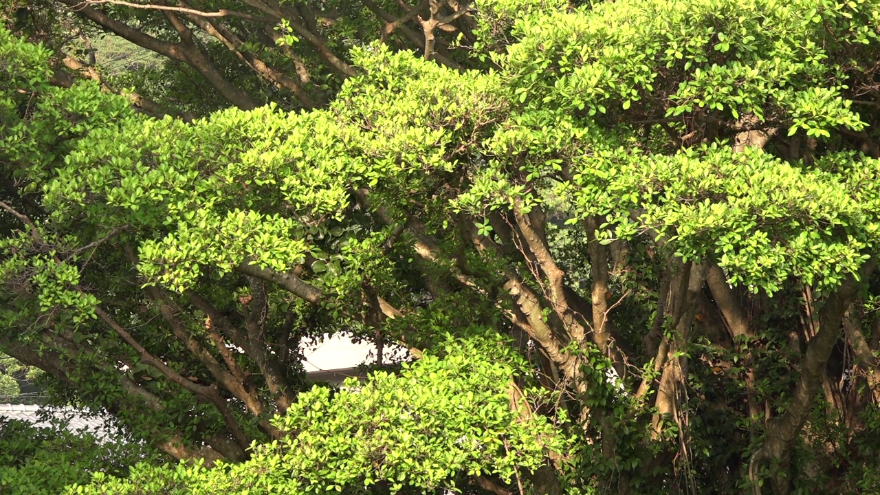 树在屋久岛/鹿儿岛，日本视频下载