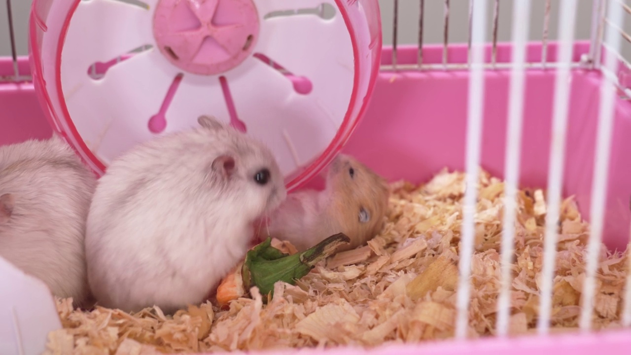 一只白色和红色的准噶尔仓鼠在一个粉红色的啮齿类动物笼子里。啮齿动物的一科。视频素材