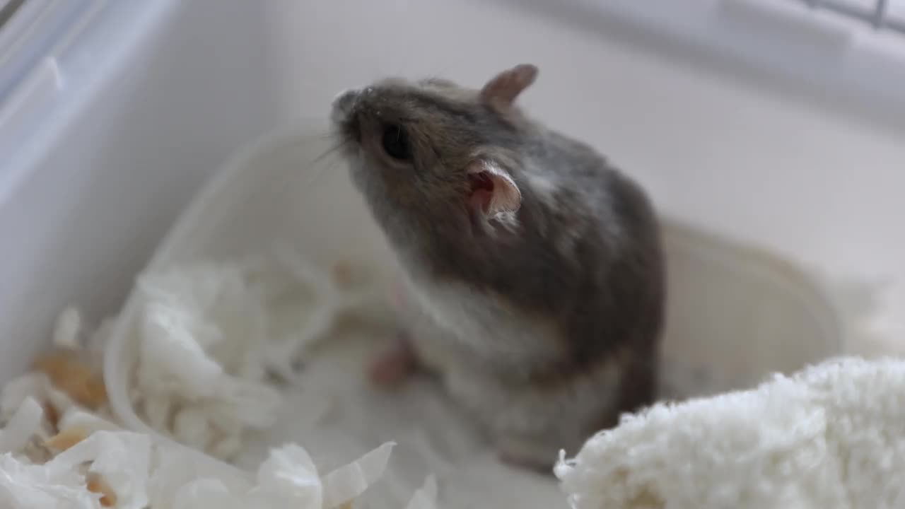 宠物仓鼠，北京视频素材